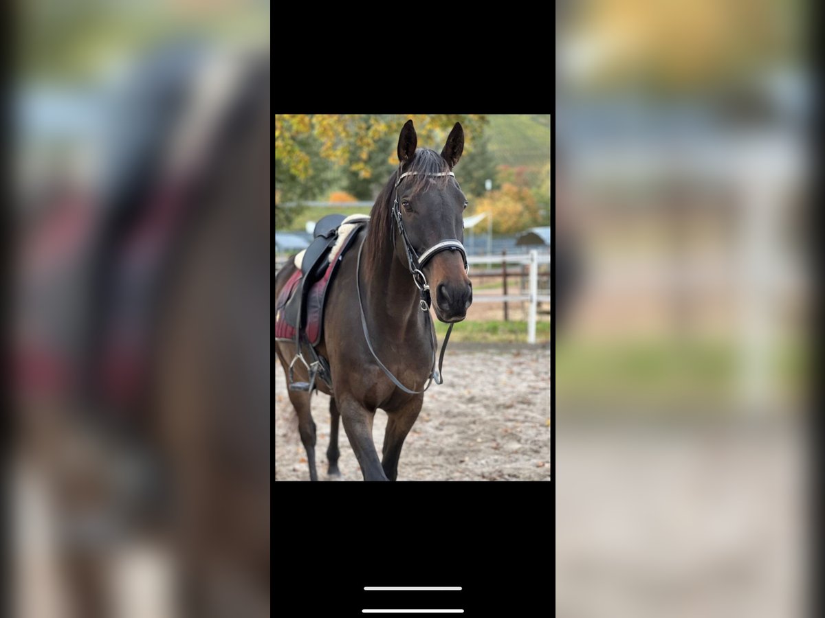 Más caballos centroeuropeos Caballo castrado 11 años 163 cm Castaño oscuro in Wittlich