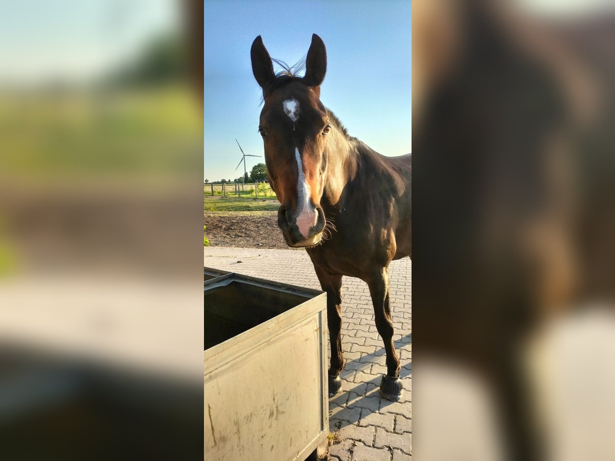 Más caballos centroeuropeos Mestizo Caballo castrado 11 años 164 cm Castaño in Kempen