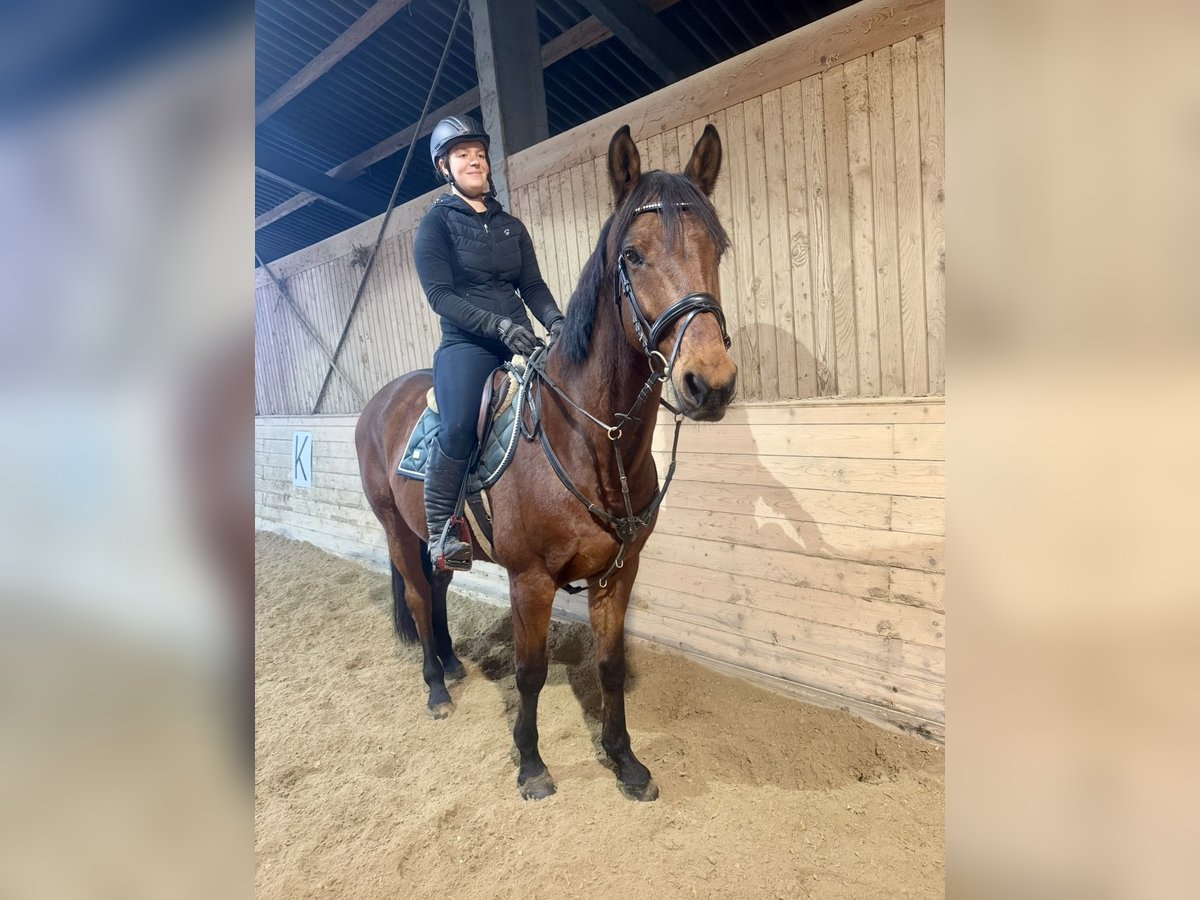 Más caballos centroeuropeos Caballo castrado 11 años 170 cm Castaño in Pelmberg