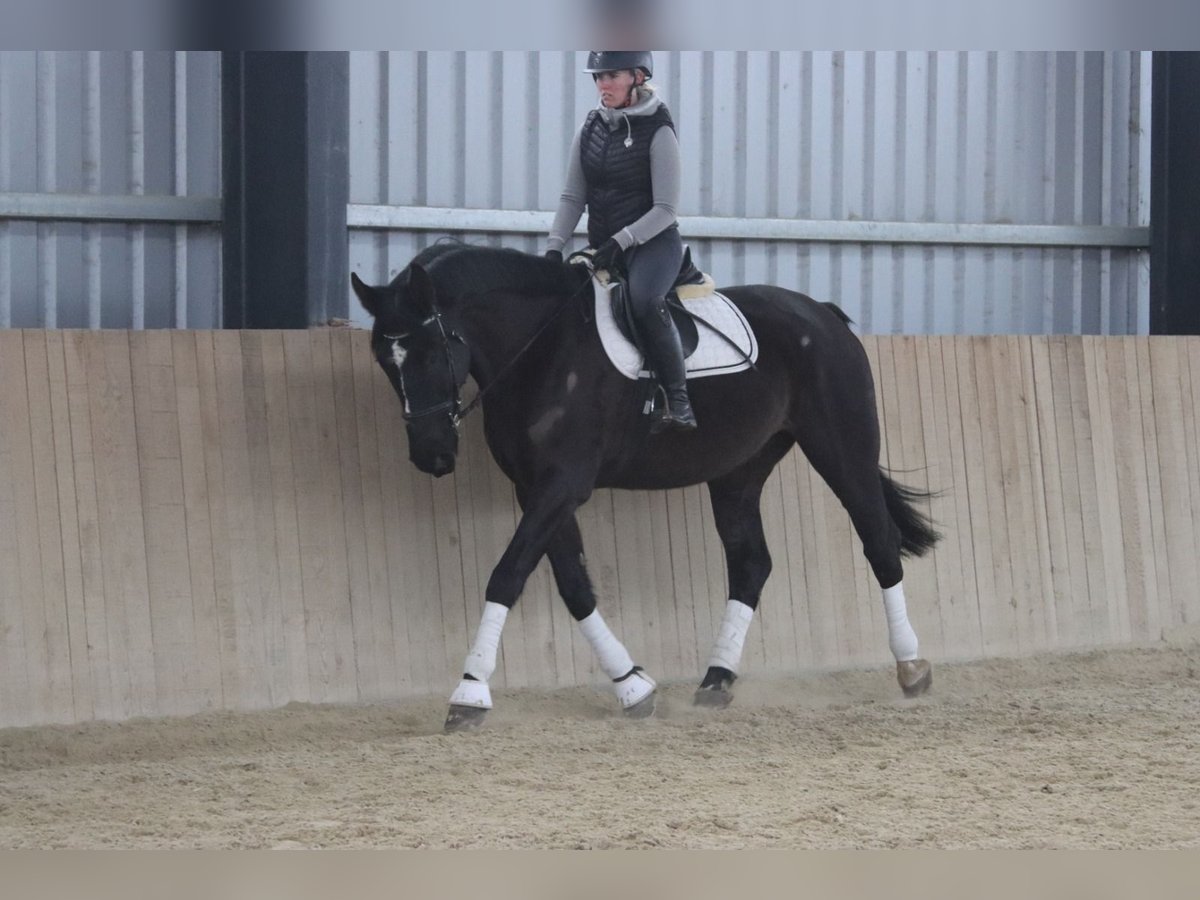 Más caballos centroeuropeos Caballo castrado 11 años 176 cm Negro in Götzendorf an der Leitha