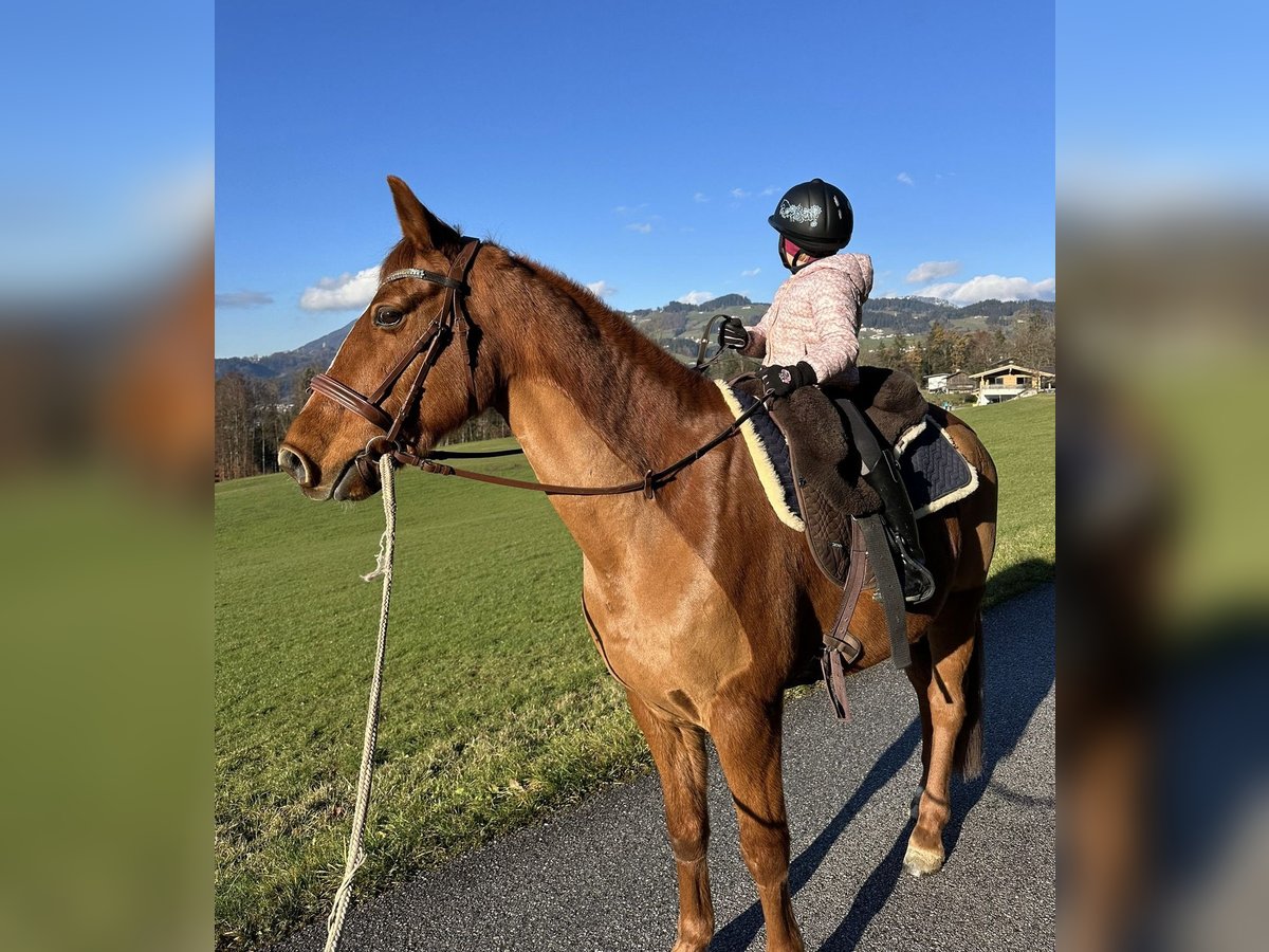 Más caballos centroeuropeos Caballo castrado 12 años 156 cm Alazán in Pelmberg