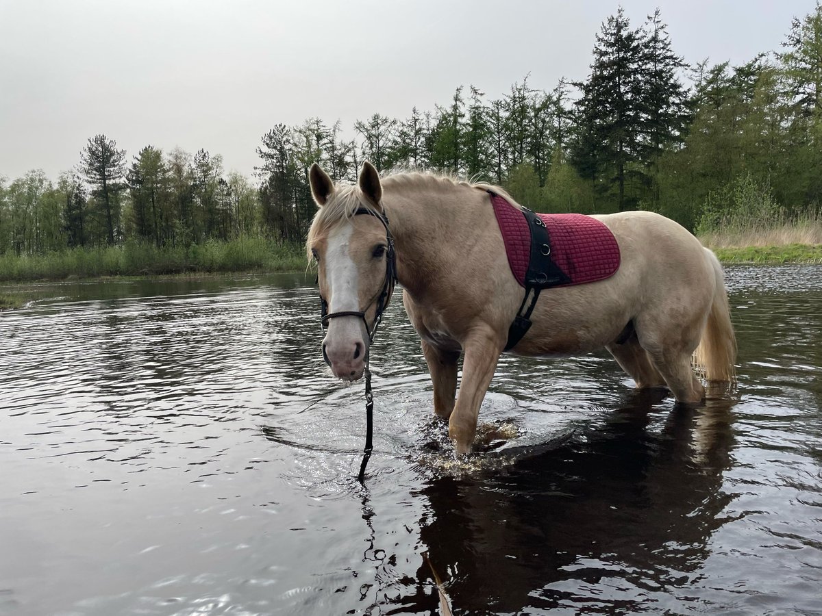 Más caballos centroeuropeos Caballo castrado 12 años 162 cm Palomino in Berlicum