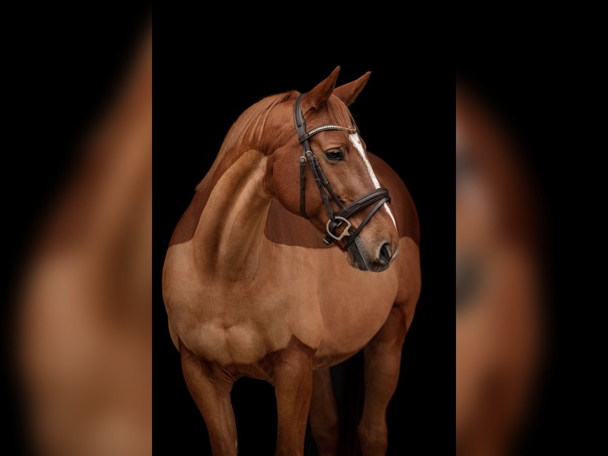 Más caballos centroeuropeos Caballo castrado 12 años 163 cm Alazán in Feldkirch