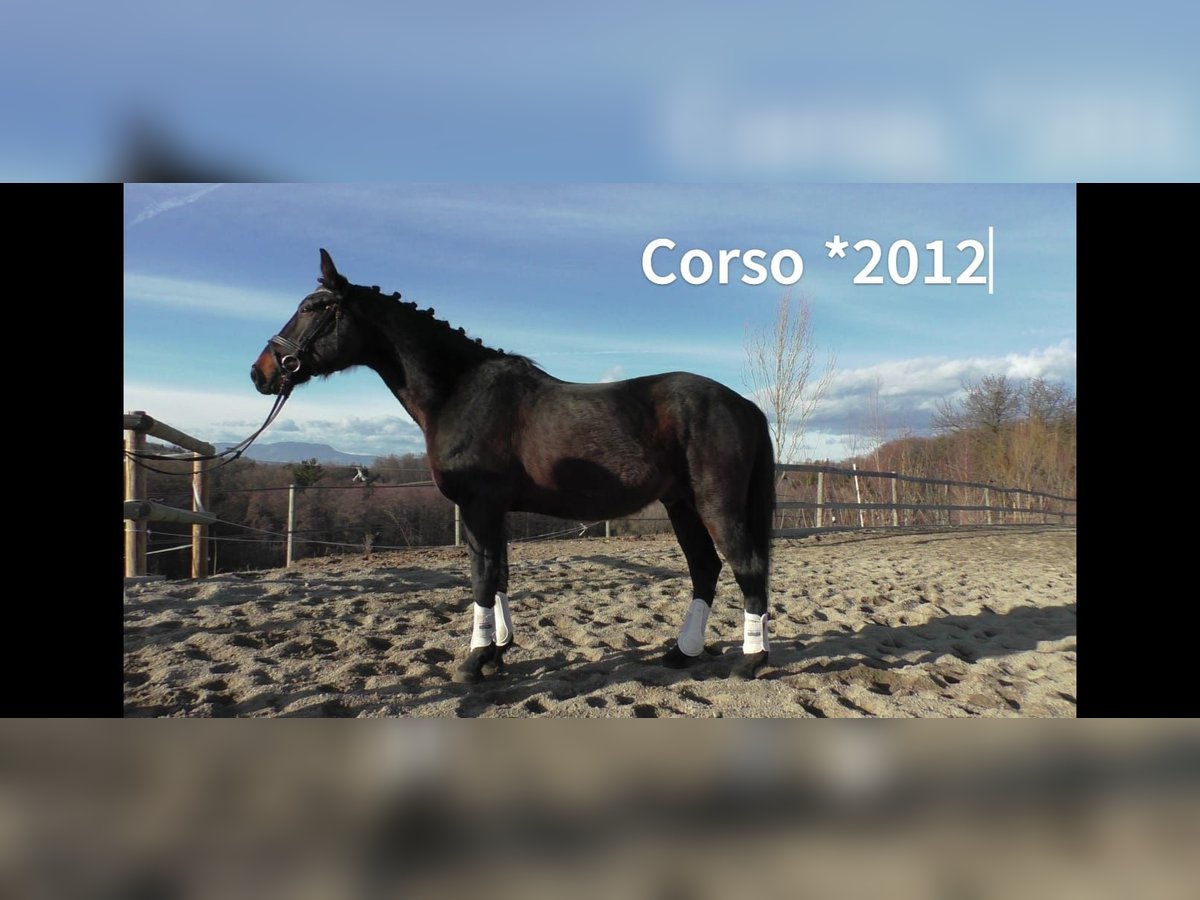 Más caballos centroeuropeos Caballo castrado 12 años 163 cm Negro in St.Marein b. Graz