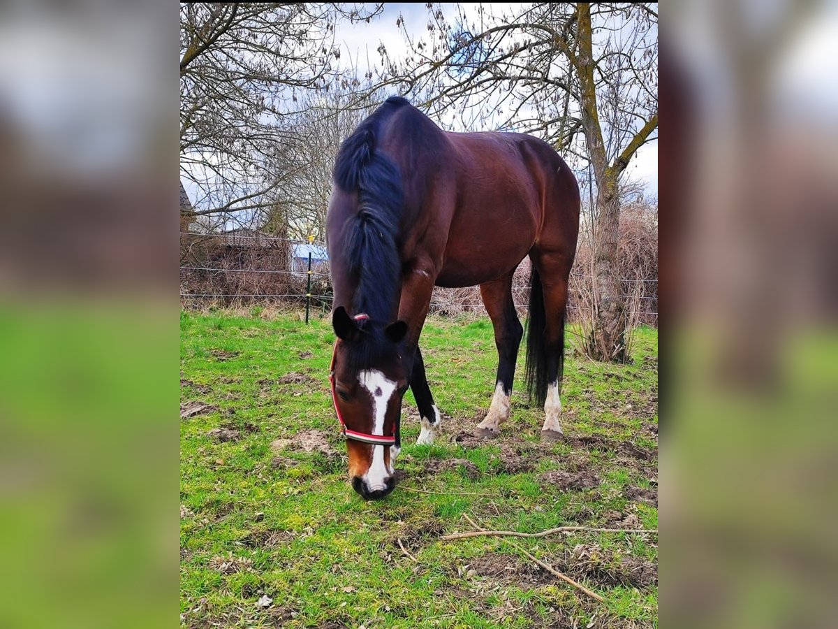 Más caballos centroeuropeos Caballo castrado 12 años 170 cm Castaño in Pessin