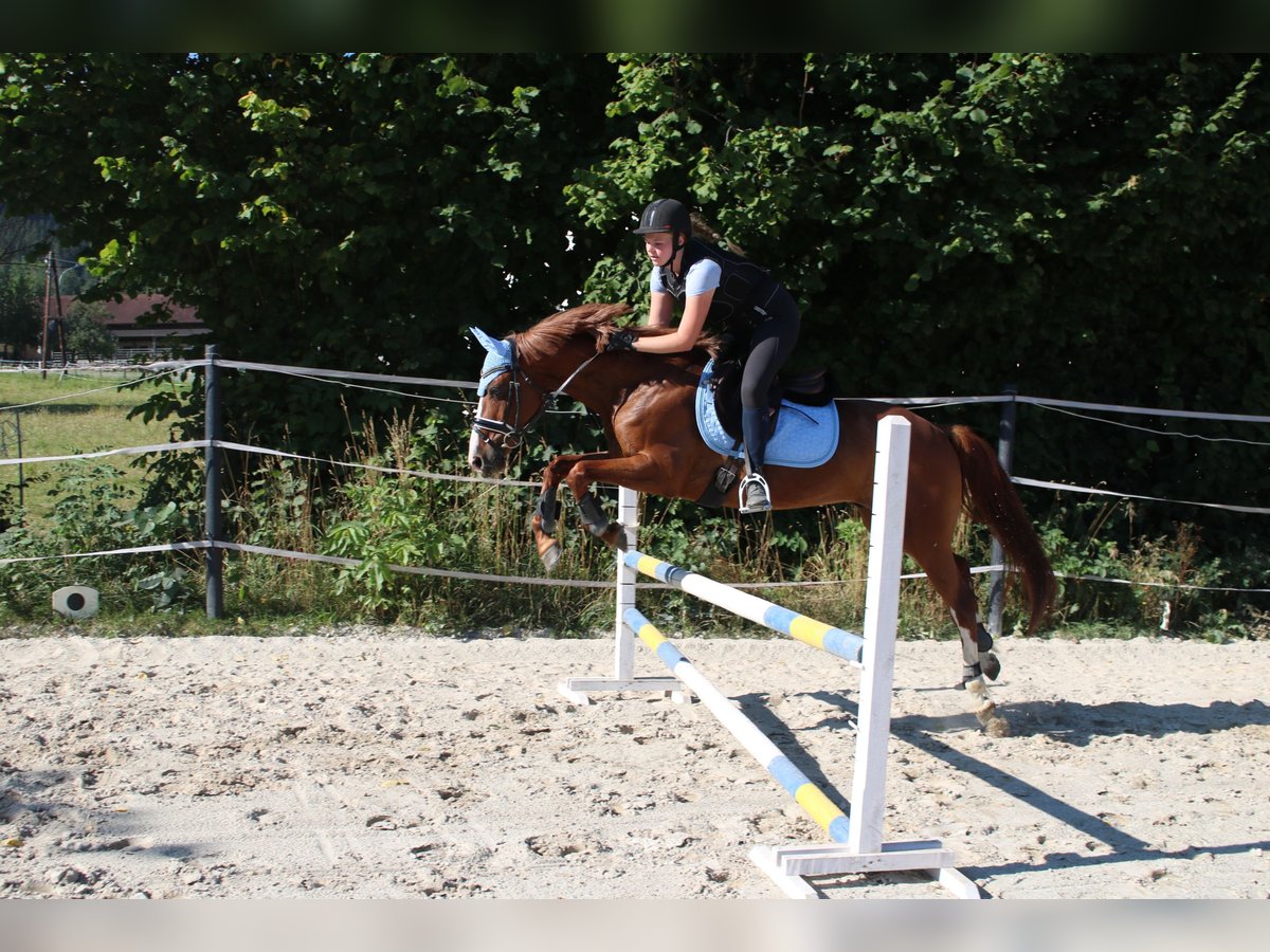 Más caballos centroeuropeos Mestizo Caballo castrado 13 años 153 cm Alazán in Kirchberg am Wechsel