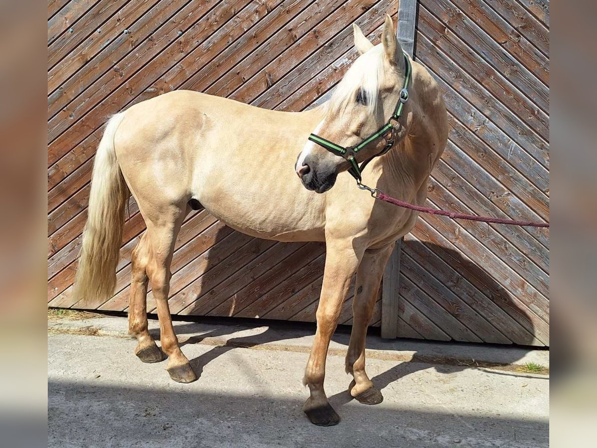 Más caballos centroeuropeos Caballo castrado 13 años 155 cm Palomino in Hainsfarth