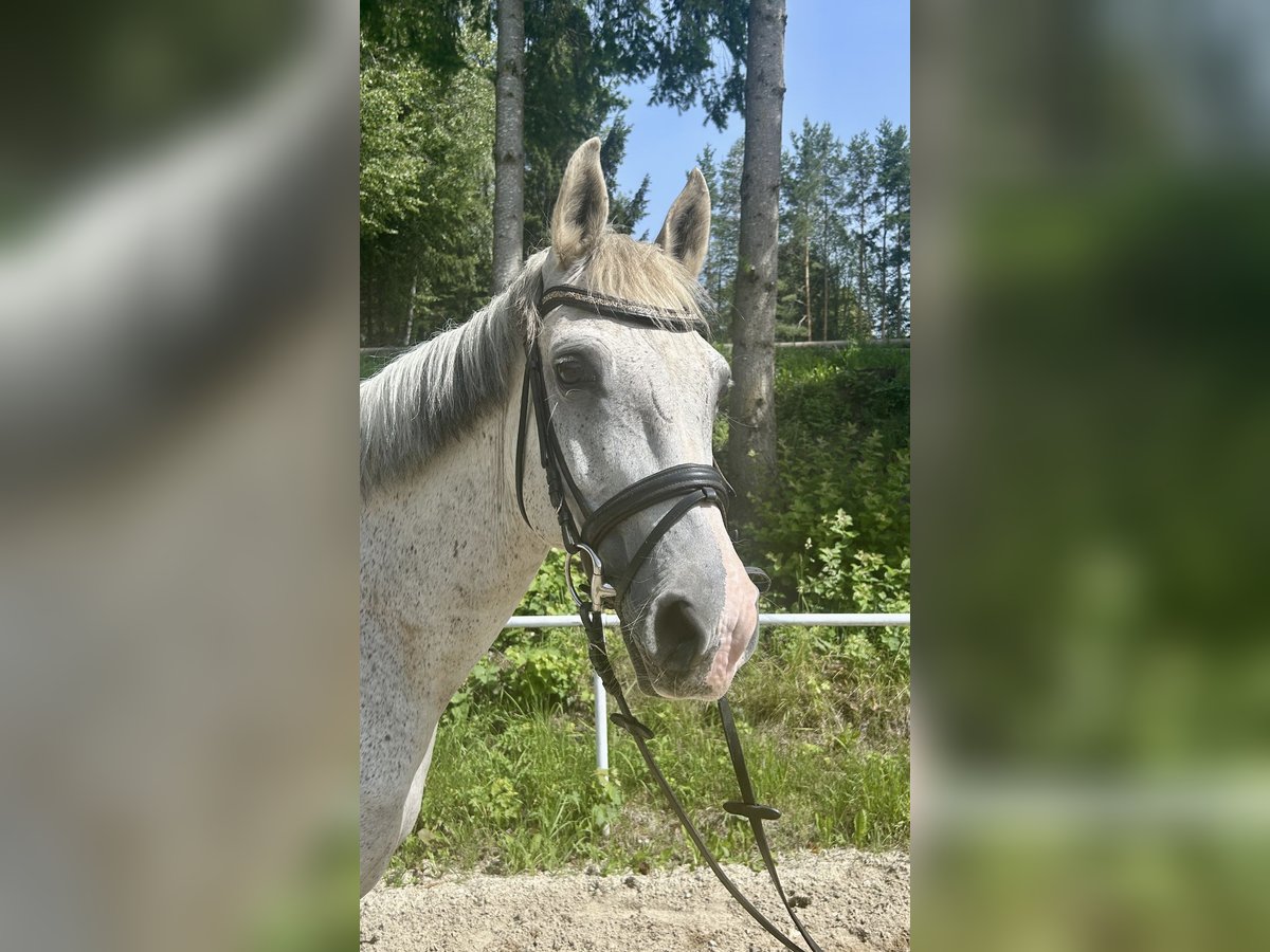 Más caballos centroeuropeos Caballo castrado 13 años 160 cm Tordo picazo in Pelmberg