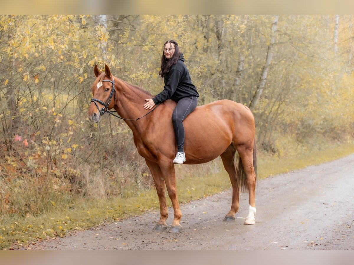 Más caballos centroeuropeos Caballo castrado 13 años 165 cm Alazán in Cesky Krumlov