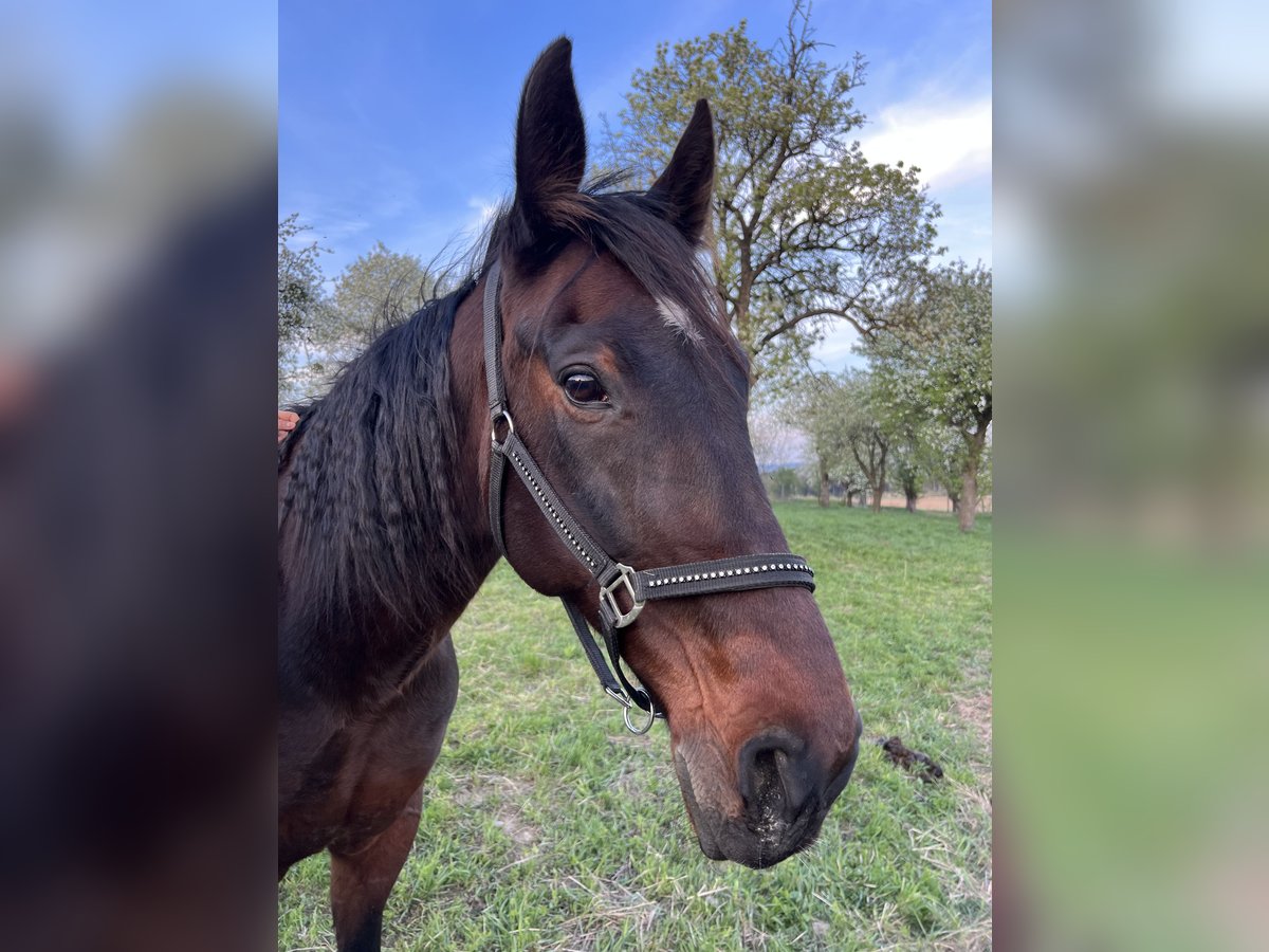 Más caballos centroeuropeos Caballo castrado 13 años 168 cm Castaño oscuro in Neukirchen am Ostrong