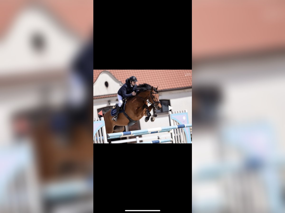 Más caballos centroeuropeos Caballo castrado 13 años 168 cm Castaño rojizo in Kobiernice