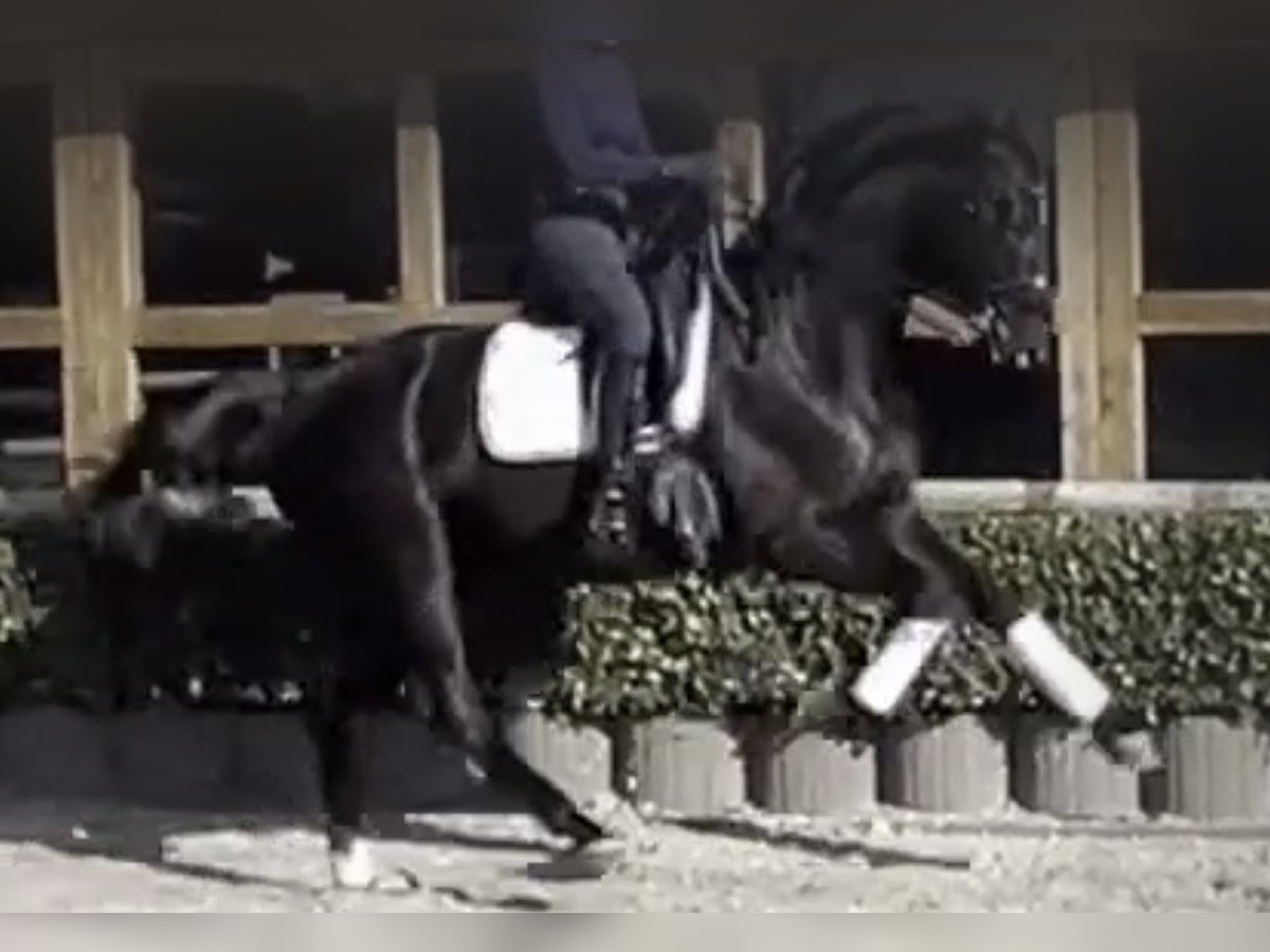 Más caballos centroeuropeos Caballo castrado 13 años 169 cm Negro in Wipperfürth