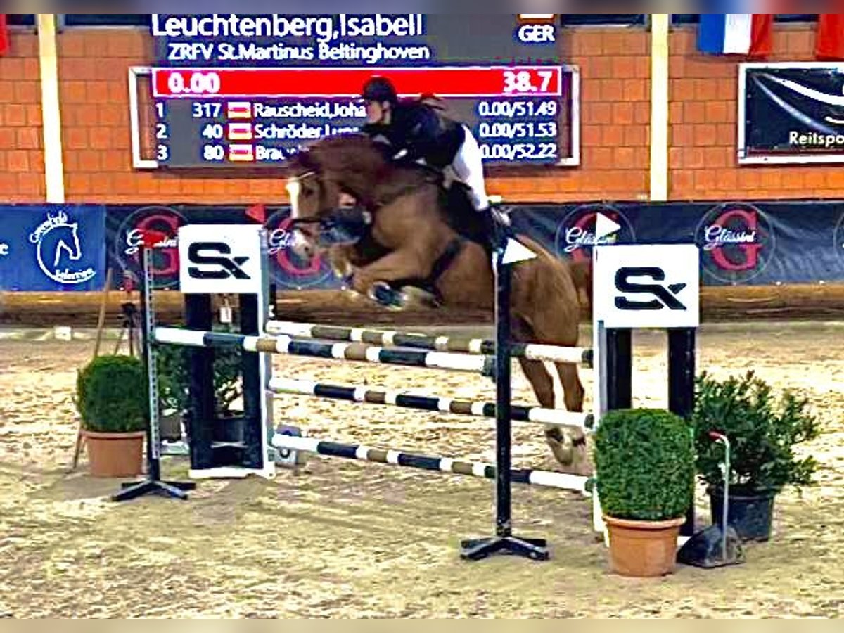 Más caballos centroeuropeos Caballo castrado 13 años 172 cm Alazán in MönchengladbachMönchengladbach