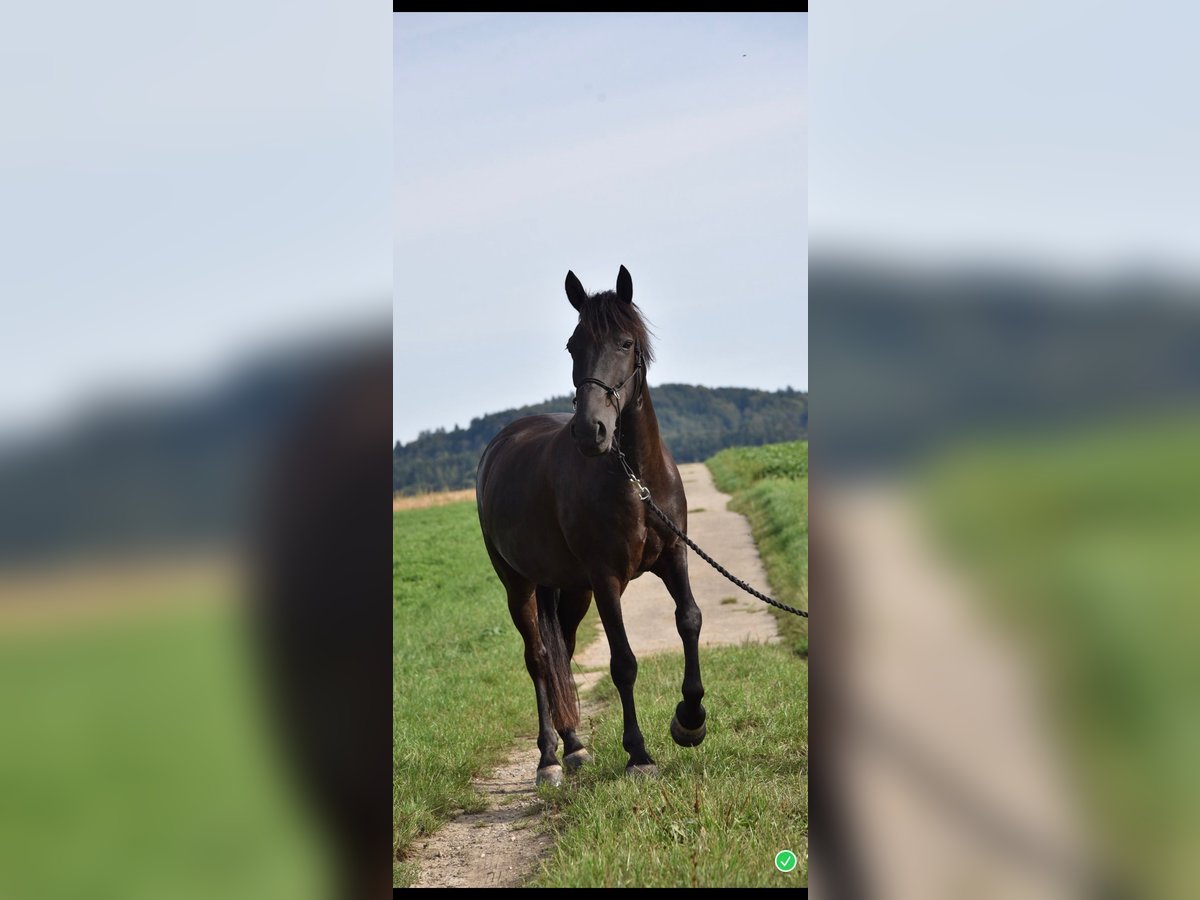Más caballos centroeuropeos Caballo castrado 14 años 151 cm Castaño oscuro in Sch&#xF6;nb&#xFC;hl