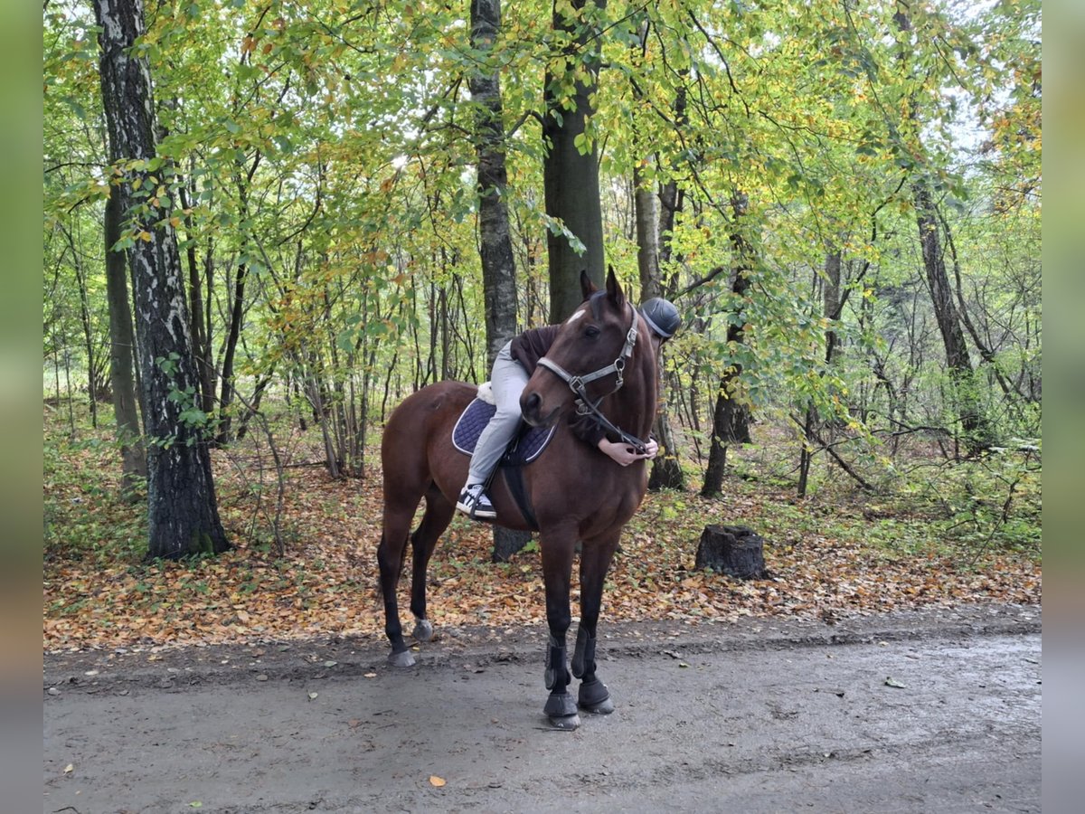 Más caballos centroeuropeos Caballo castrado 15 años 160 cm Castaño in ŁÓDŹ