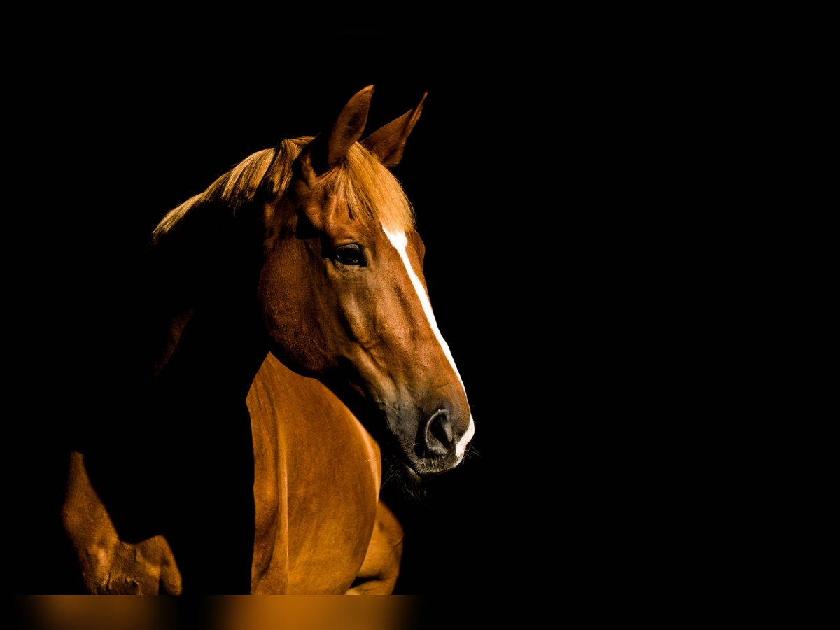 Más caballos centroeuropeos Caballo castrado 16 años 175 cm Alazán in Greven