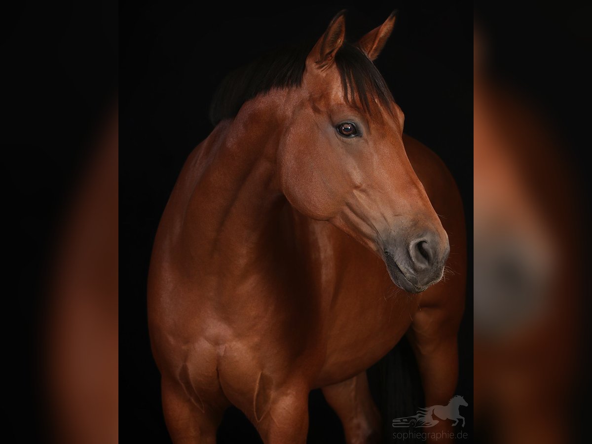 Más caballos centroeuropeos Caballo castrado 16 años Castaño in Grafing bei München