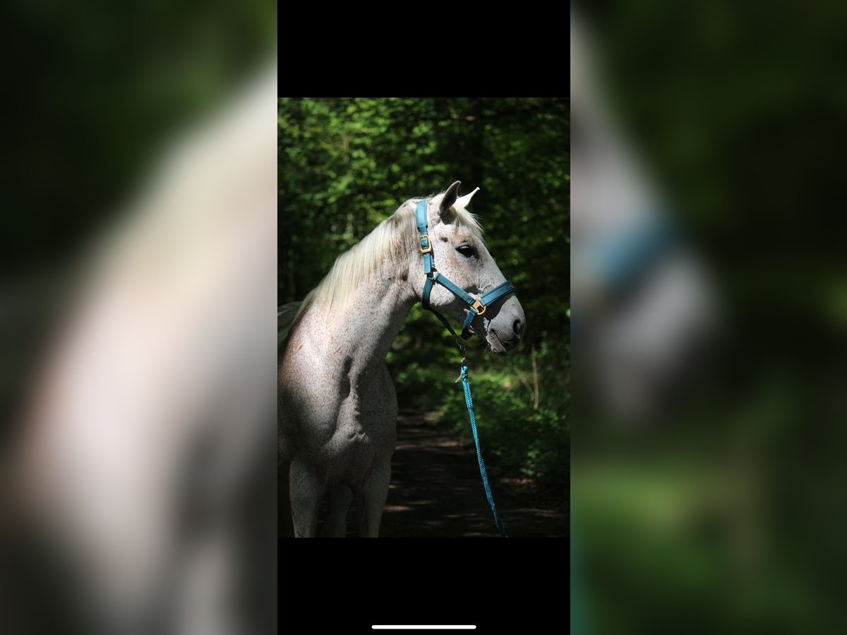 Más caballos centroeuropeos Caballo castrado 17 años 161 cm Tordo picazo in Lollar