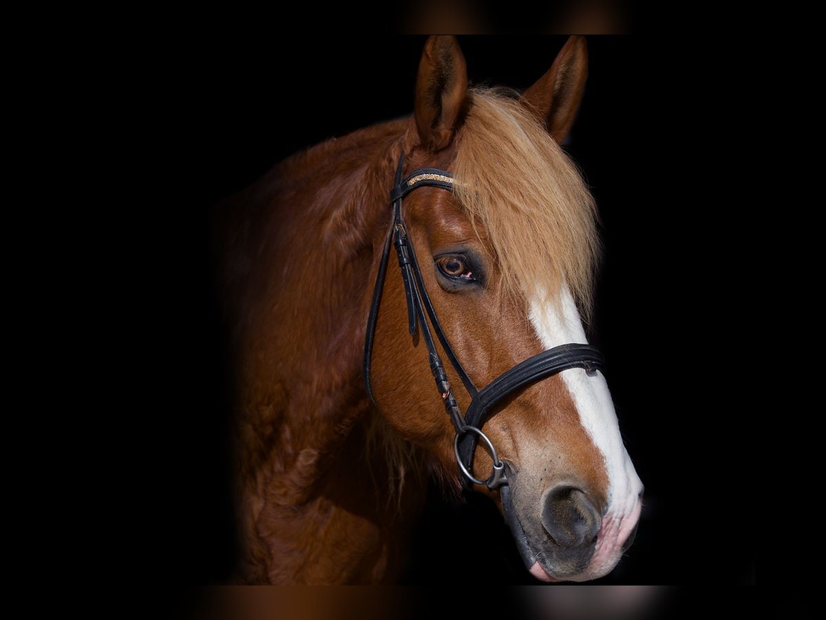 Más caballos centroeuropeos Mestizo Caballo castrado 17 años 167 cm Alazán-tostado in Heilbronn