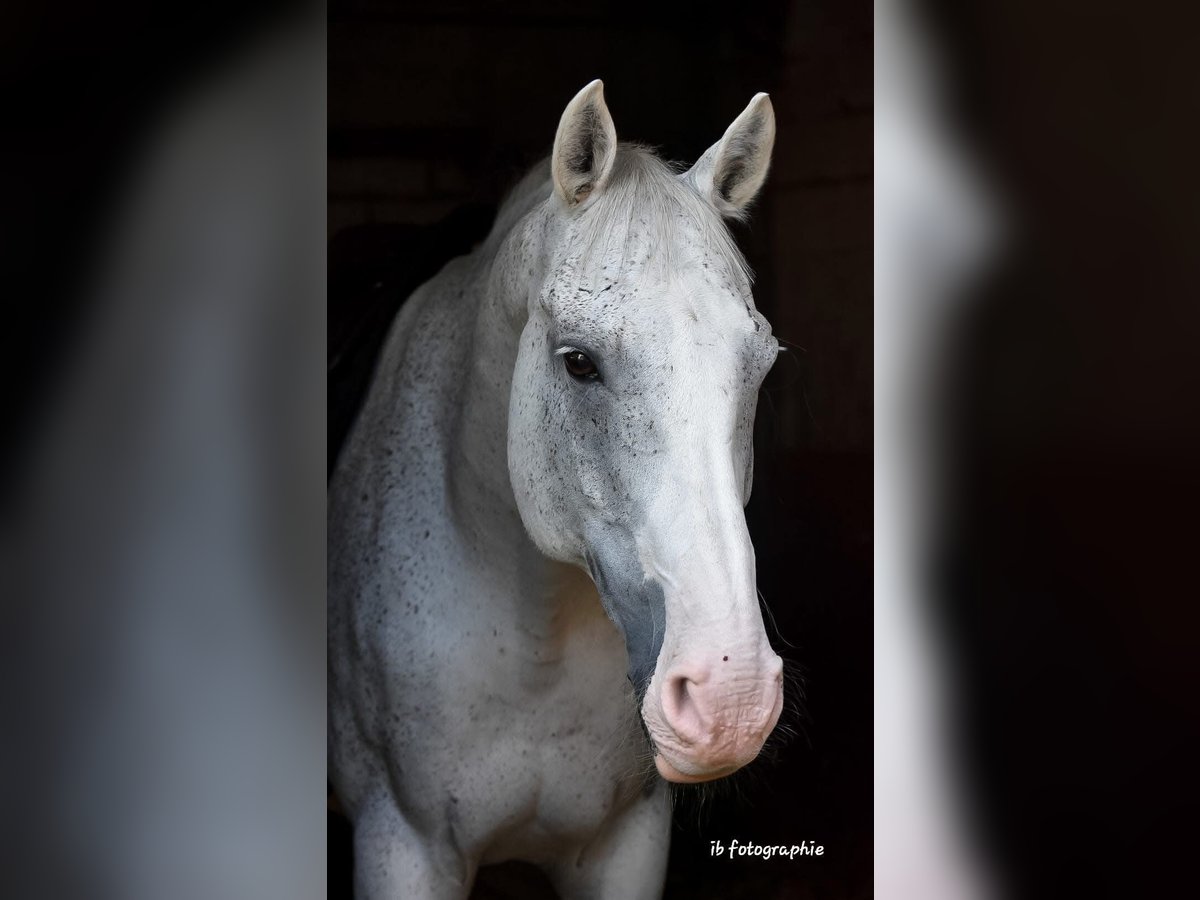 Más caballos centroeuropeos Caballo castrado 17 años 172 cm Tordo in Wallisellen