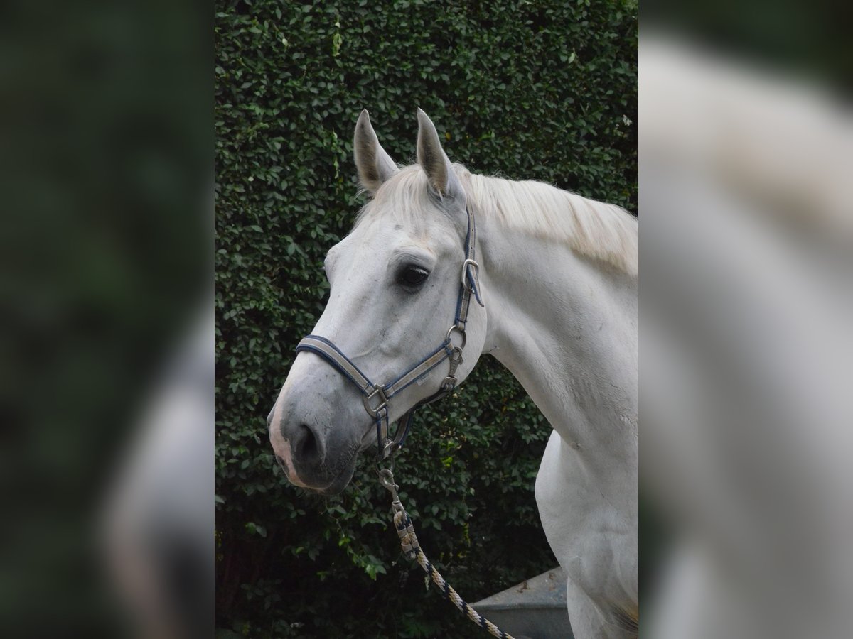 Más caballos centroeuropeos Caballo castrado 17 años 178 cm Tordo in Mettmann