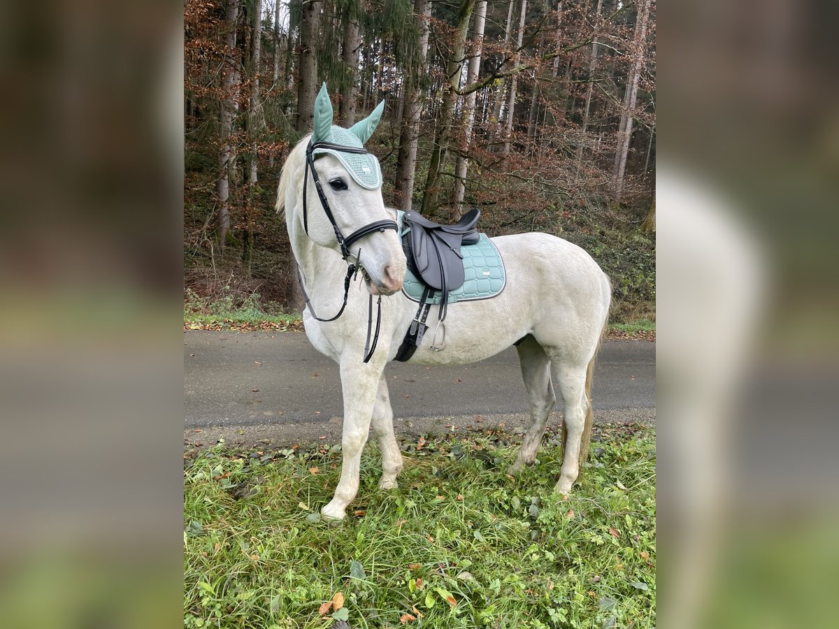 Más caballos centroeuropeos Caballo castrado 17 años 180 cm Tordo in Graz