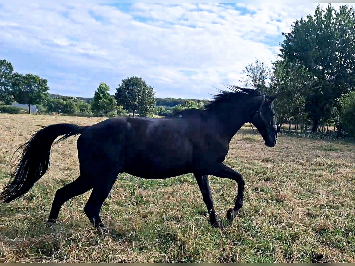 Más caballos centroeuropeos Caballo castrado 18 años Morcillo in St Mars d&#39;Outillé