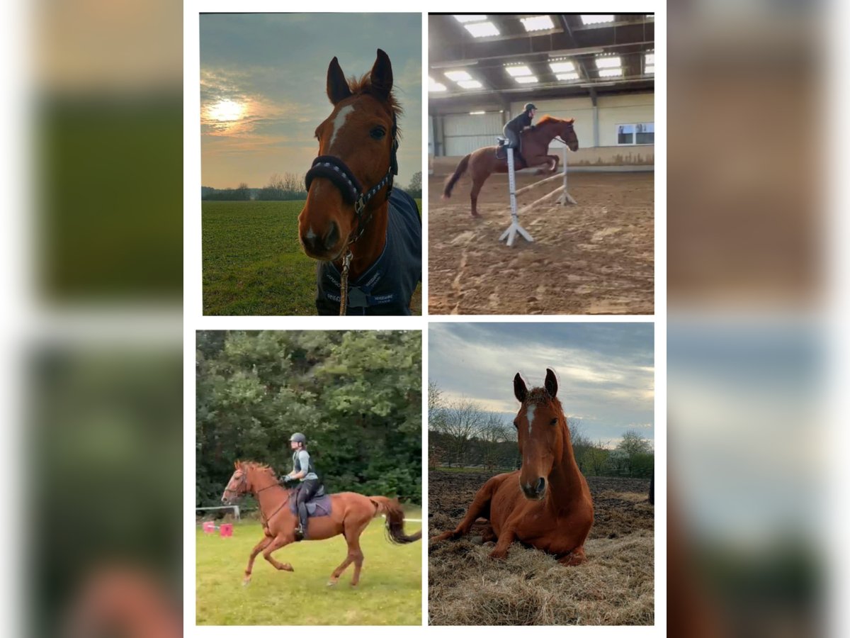 Más caballos centroeuropeos Caballo castrado 19 años 168 cm Alazán rojizo in Burgwedel