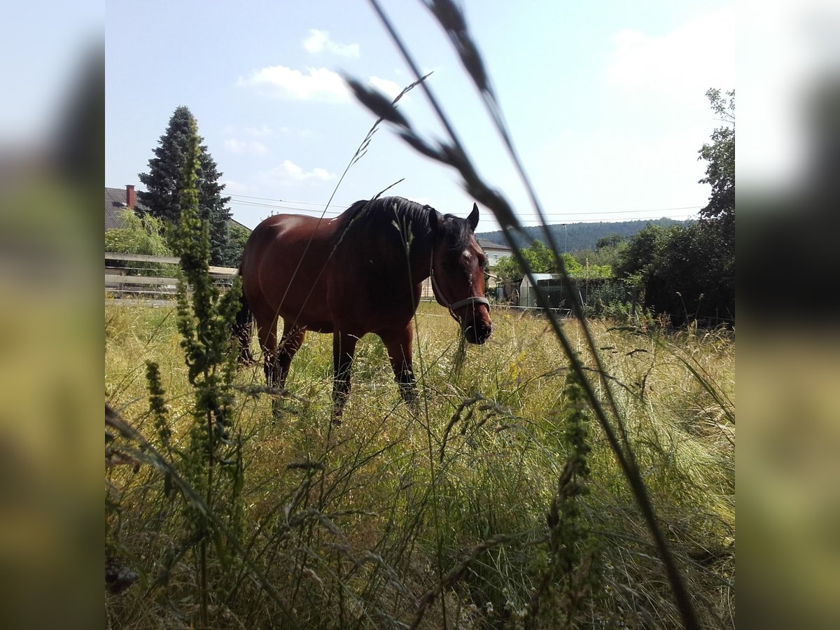 Más caballos centroeuropeos Caballo castrado 20 años 162 cm Castaño in Oberwart