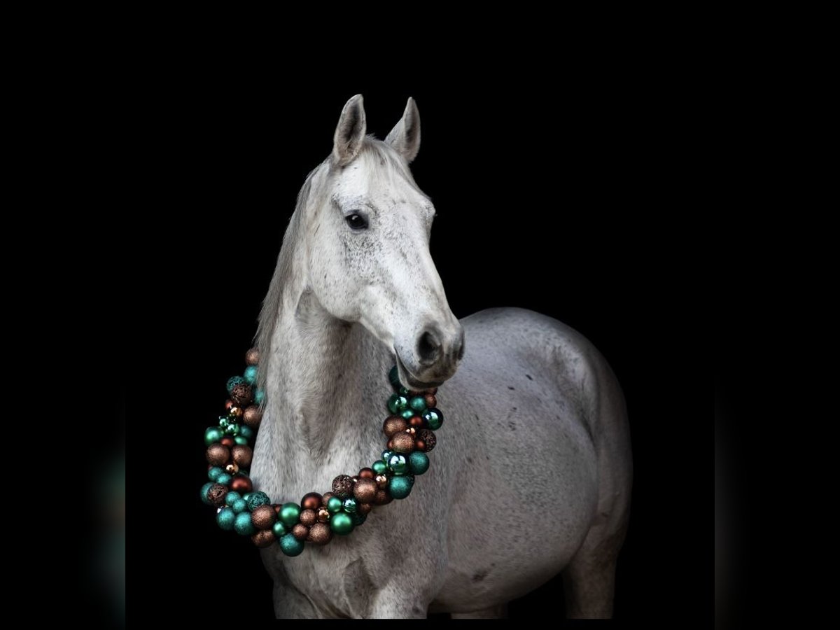 Más caballos centroeuropeos Caballo castrado 20 años 162 cm Tordo picazo in Illingen