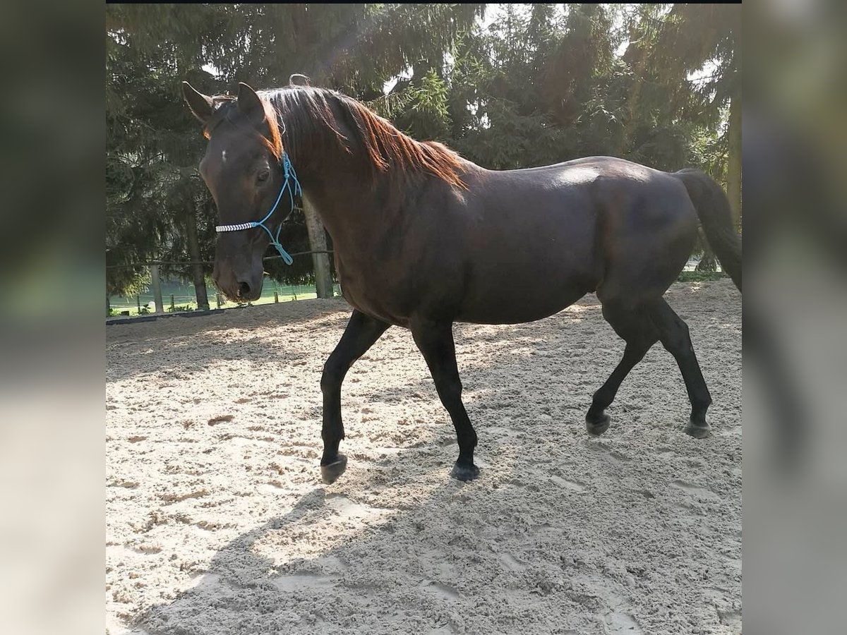 Más caballos centroeuropeos Caballo castrado 22 años 163 cm Morcillo in Fröndenberg