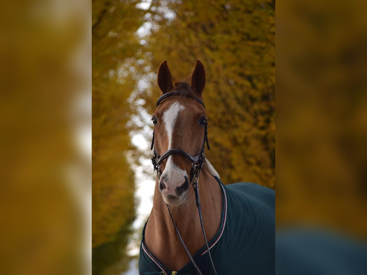 Más caballos centroeuropeos Caballo castrado 22 años 168 cm Alazán in Rosendahl