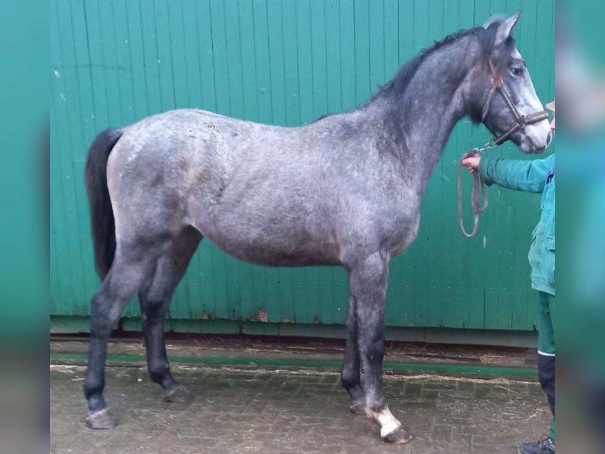 Más caballos centroeuropeos Caballo castrado 2 años 162 cm Tordo in Greven