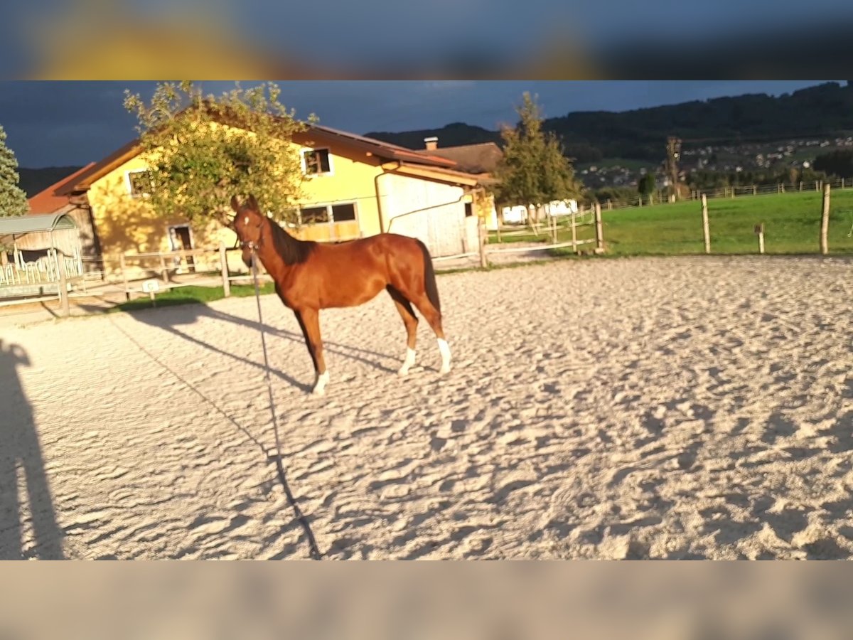 Más caballos centroeuropeos Caballo castrado 2 años 165 cm Castaño in Nussdorf a. Haunsberg