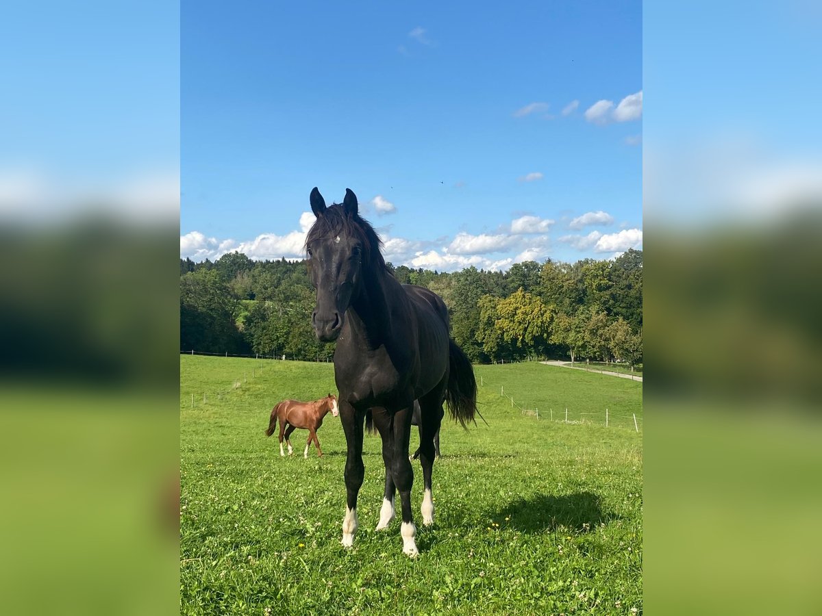 Más caballos centroeuropeos Caballo castrado 2 años 165 cm Negro in Ebensee