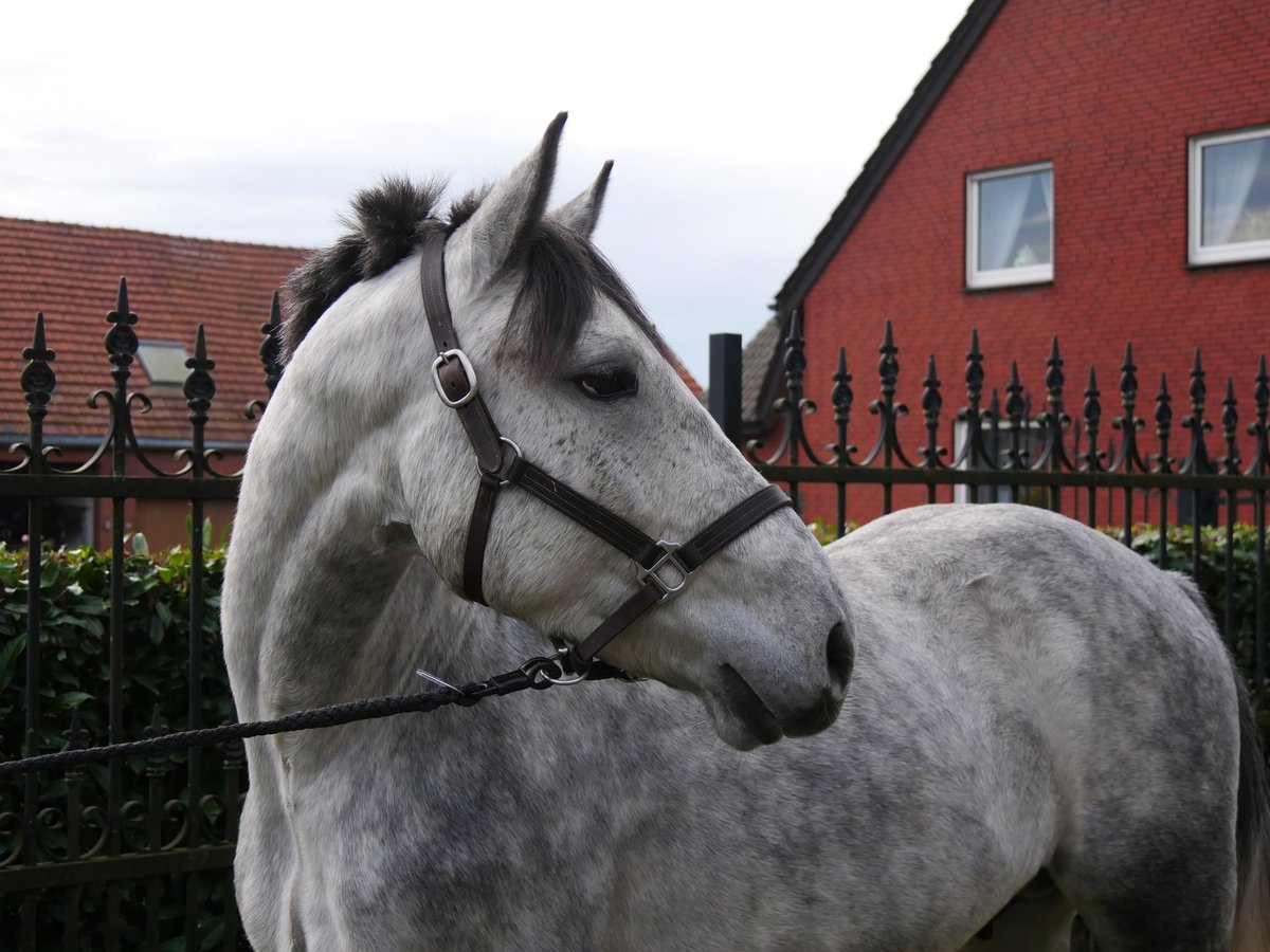 Más caballos centroeuropeos Mestizo Caballo castrado 3 años 154 cm in Dorsten