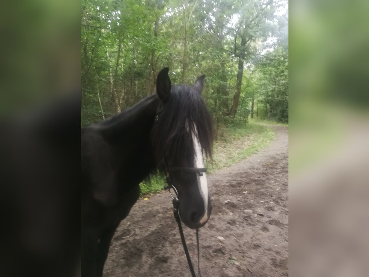 Más caballos centroeuropeos Caballo castrado 3 años 154 cm Negro in Euskirchen