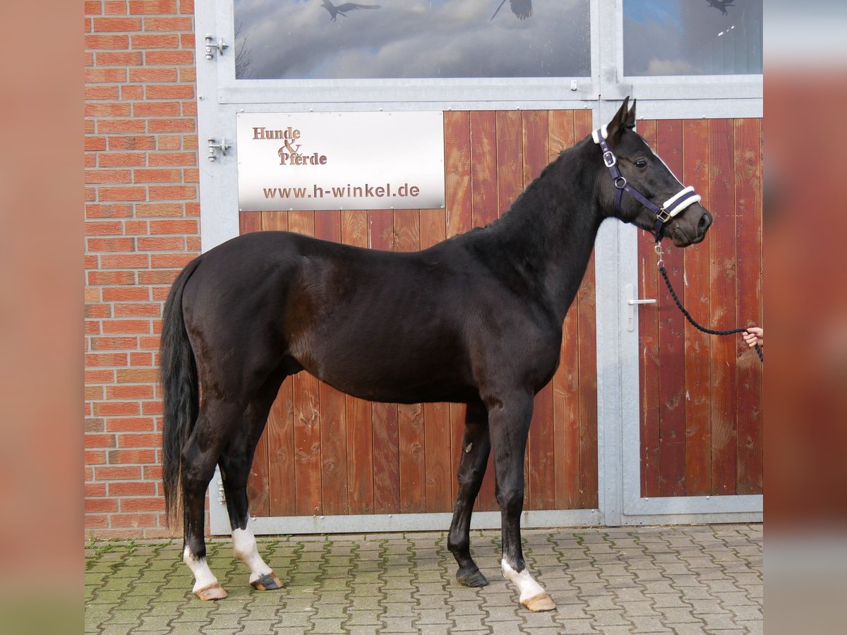 Más caballos centroeuropeos Caballo castrado 3 años 155 cm in Dorsten