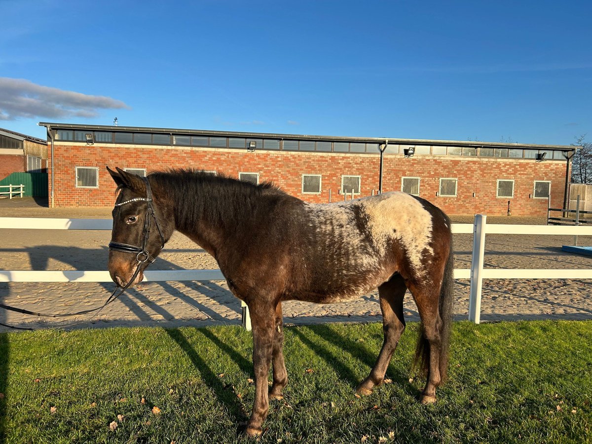 Más caballos centroeuropeos Caballo castrado 3 años 155 cm Castaño oscuro in Bad Laer