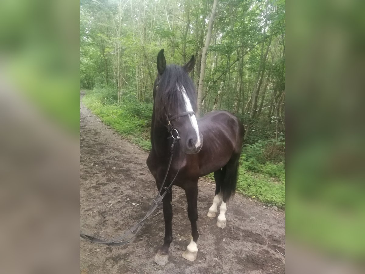 Más caballos centroeuropeos Caballo castrado 3 años 155 cm Negro in Euskirchen