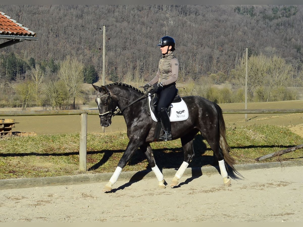 Más caballos centroeuropeos Caballo castrado 3 años 161 cm Tordillo negro in Wellheim