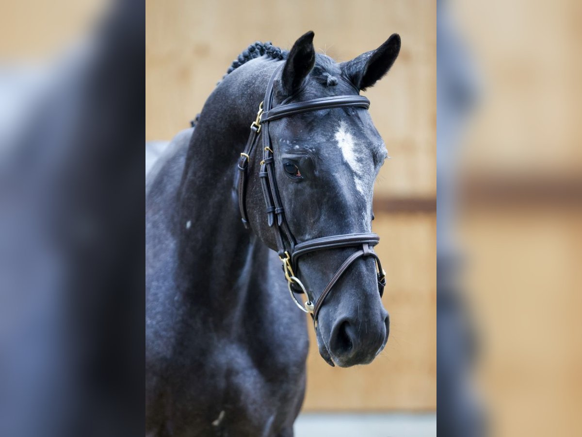 Más caballos centroeuropeos Caballo castrado 3 años 164 cm Tordo in Kinrooi