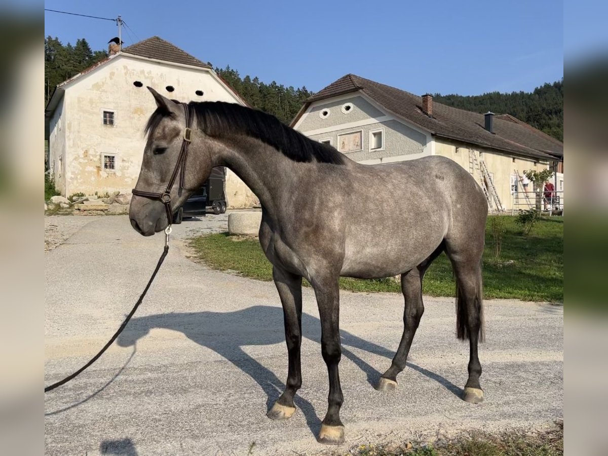 Más caballos centroeuropeos Caballo castrado 3 años 165 cm Tordo in Lasberg