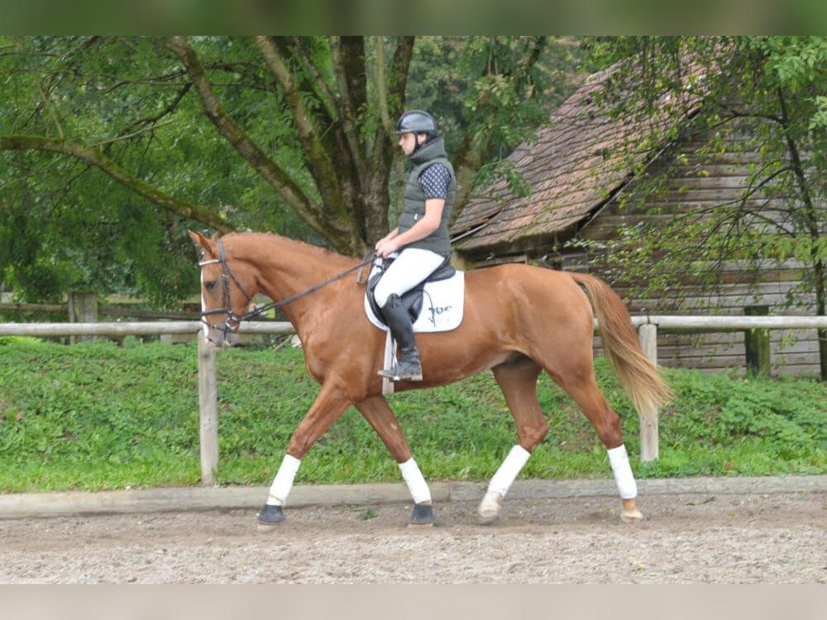 Más caballos centroeuropeos Caballo castrado 3 años 174 cm Alazán in Wellheim