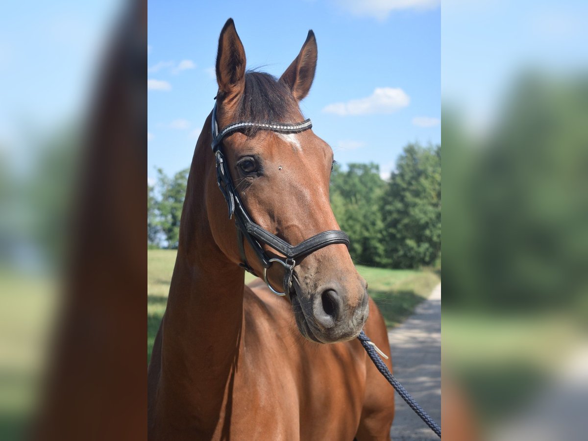 Más caballos centroeuropeos Mestizo Caballo castrado 4 años 160 cm Castaño rojizo in Ełk