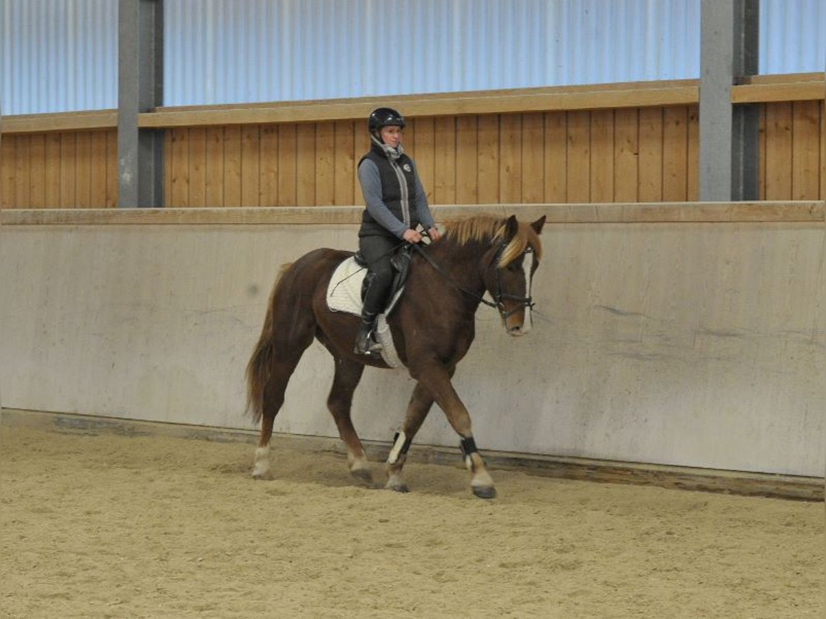 Más caballos centroeuropeos Caballo castrado 4 años 164 cm Alazán in Wellheim