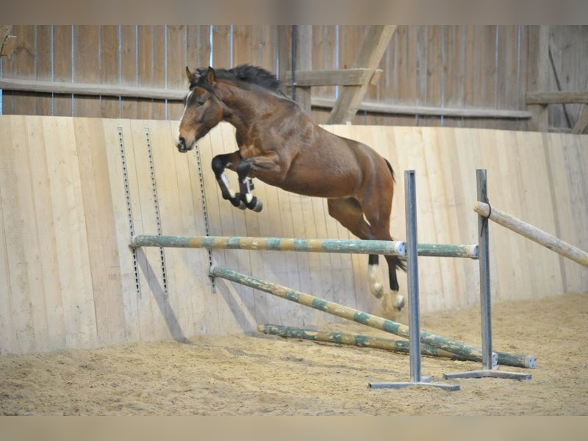 Más caballos centroeuropeos Caballo castrado 4 años 165 cm Castaño in Wellheim