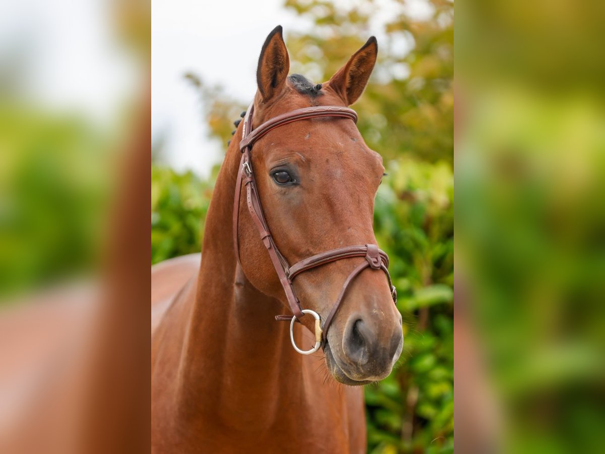 Más caballos centroeuropeos Caballo castrado 4 años 165 cm Castaño in Kinrooi