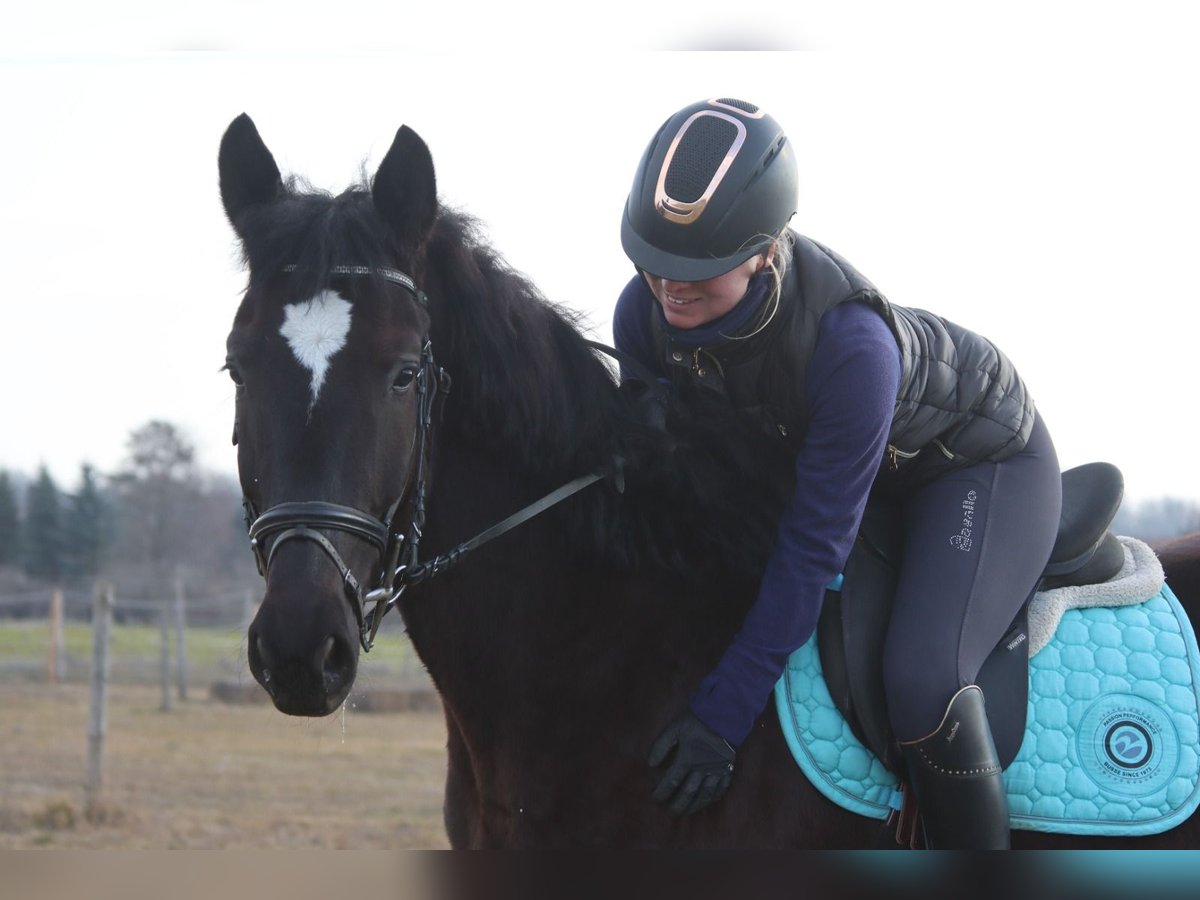 Más caballos centroeuropeos Caballo castrado 4 años 165 cm Negro in G&#xF6;tzendorf an der Leitha