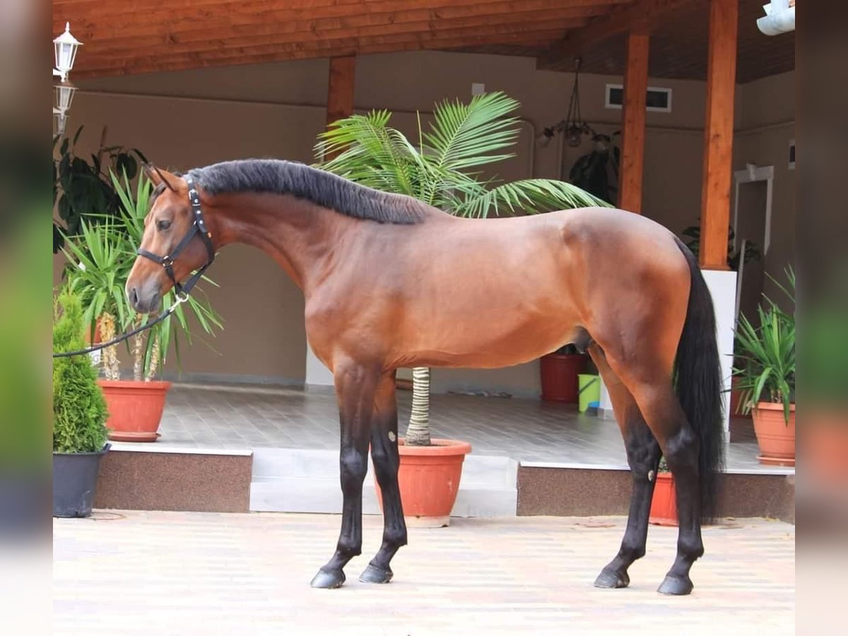 Más caballos centroeuropeos Caballo castrado 4 años 173 cm Castaño rojizo in Gray Summit, MO